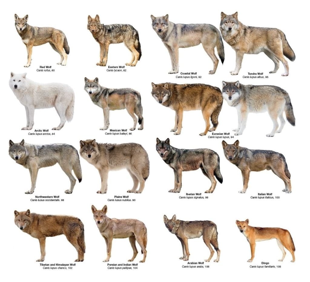 Wolf morphology Hipsley Lab Research